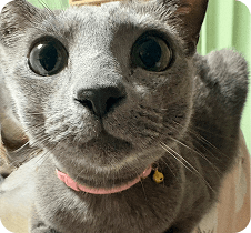 社労士、野上の愛猫